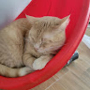 Meet your Posher, Jenean